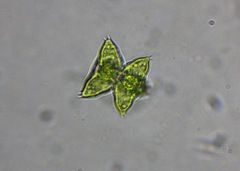 Staurastrum avicula