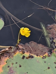 Utricularia