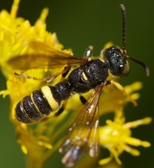 Cerceris atramontensis