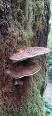 Ganoderma brownii