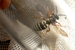 Triepeolus
