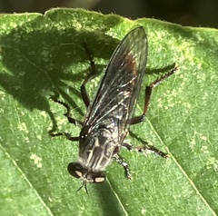 Heteropogon macerinus