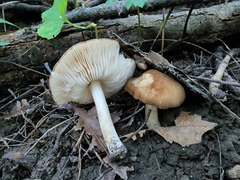 Pluteus