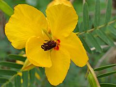 Chamaecrista fasciculata