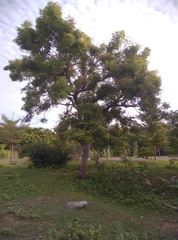 Azadirachta indica