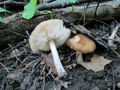 Pluteus