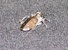 Cicindela hirticollis