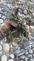 Egeria densa
