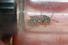 Triepeolus