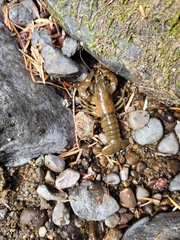 Pacifastacus leniusculus