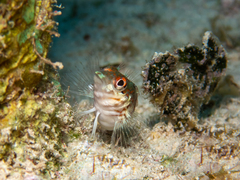 Malacoctenus triangulatus