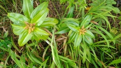 Gentiana cruciata