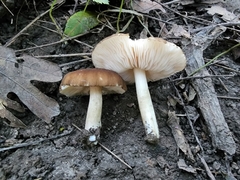 Pluteus
