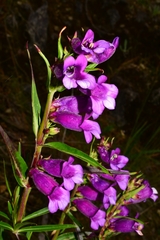 Penstemon gentianoides