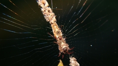 Cyclosa