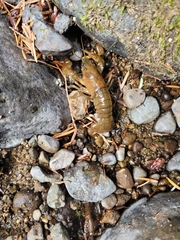 Pacifastacus leniusculus