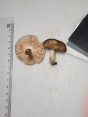 Pluteus