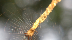 Cyclosa