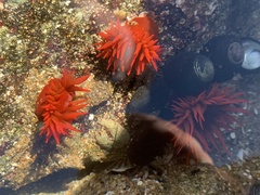 Anemonia alicemartinae