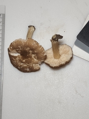 Pluteus