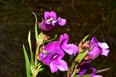 Penstemon gentianoides