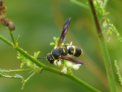 Euodynerus foraminatus