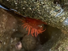 Anemonia alicemartinae