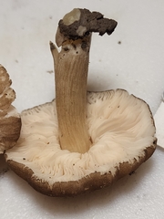 Pluteus