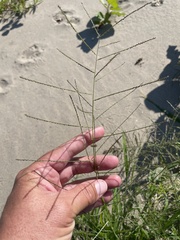 Leptochloa