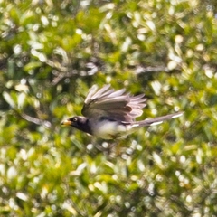 Psilorhinus morio