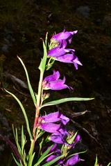 Penstemon gentianoides