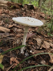 Amanita media