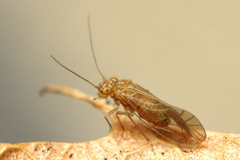 Lachesilla