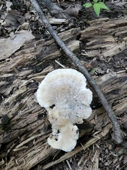 Tyromyces galactinus