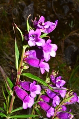 Penstemon gentianoides