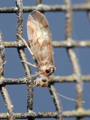 Peripsocus