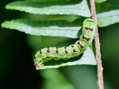 Callopistria floridensis