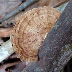 Hexagonia tenuis