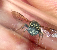 Triepeolus