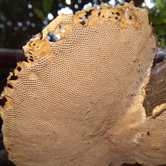 Hexagonia tenuis