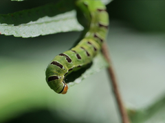 Callopistria floridensis