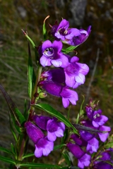 Penstemon gentianoides