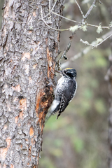 Picoides dorsalis