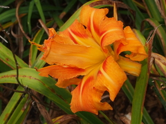 Hemerocallis fulva kwanso