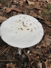 Amanita media
