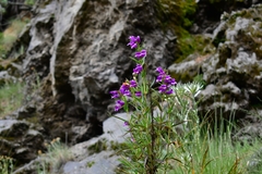 Penstemon gentianoides