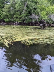 Sparganium fluctuans