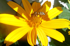 Triepeolus