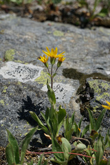 Arnica