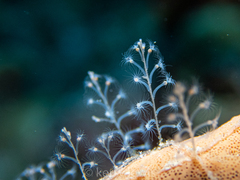Nemalecium lighti